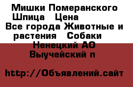 Мишки Померанского Шпица › Цена ­ 60 000 - Все города Животные и растения » Собаки   . Ненецкий АО,Выучейский п.